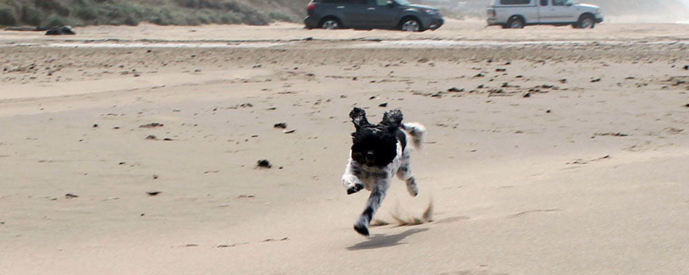 dog running on oregon beach