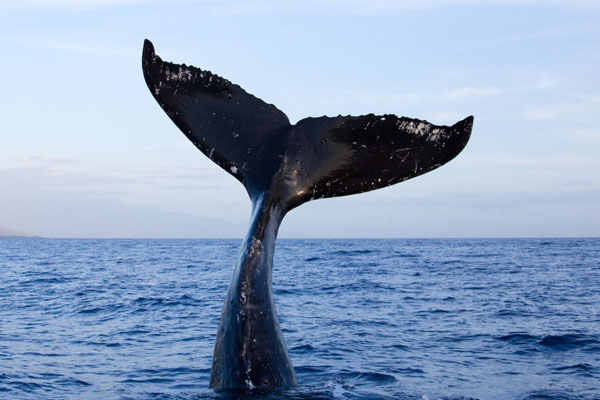 whale watching tours